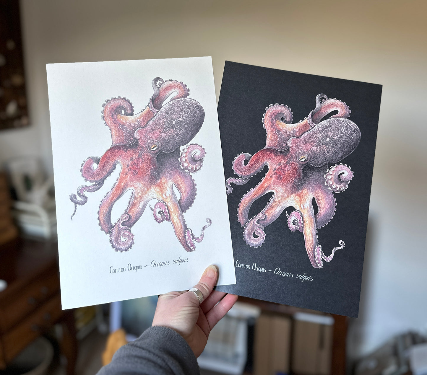 Common Octopus Print - Black Edition.