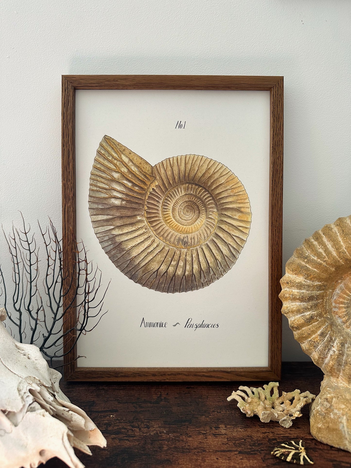 Ammonite Print - No.1
